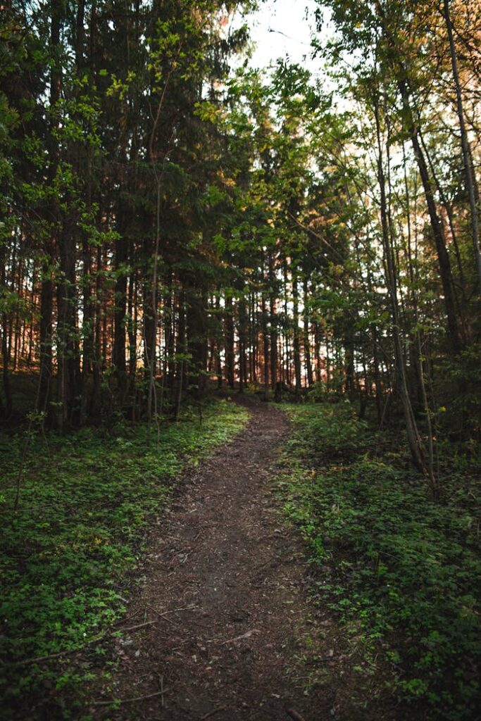 A tranquil forest trail leading through lush green woods in Sørumsand, Akershus, Norway.